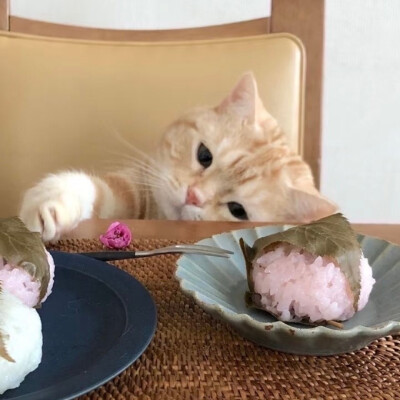 Pink背景图