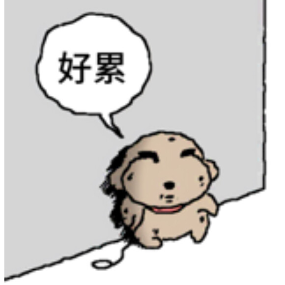 被诅咒的卷毛贵宾犬