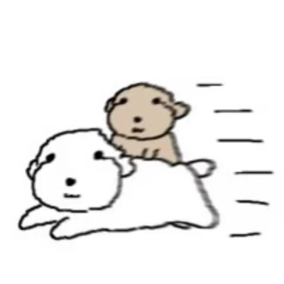 被诅咒的卷毛贵宾犬