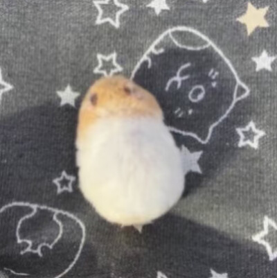 小仓鼠