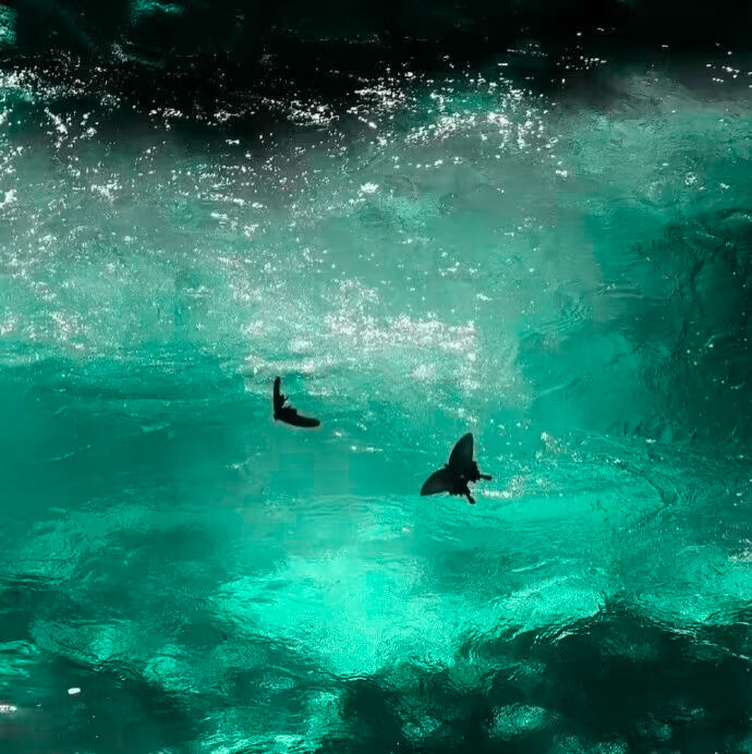 走过园下常青树+!/L'été Arrivée夏日来临♡↗