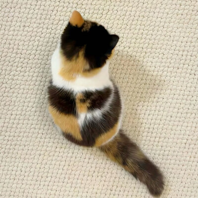 图源ks：偷喝汽水