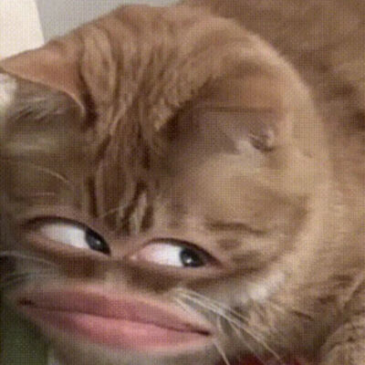 猫猫表情包