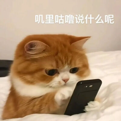 猫猫表情包