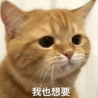 猫猫表情包