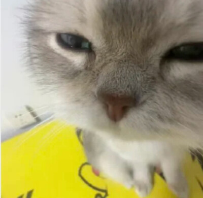 猫猫头像
