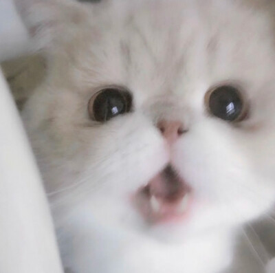 猫猫头像