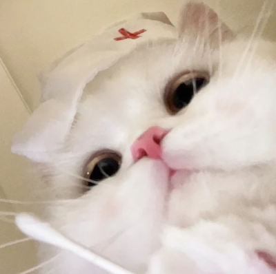 猫猫头像