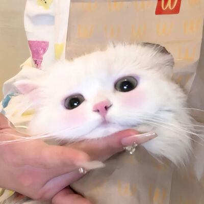 猫猫头像