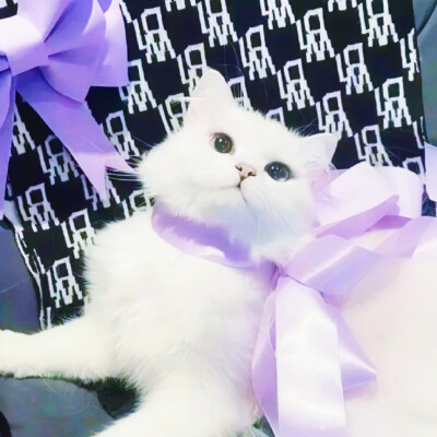 
About purple.
原图陈未