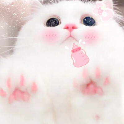 猫猫头像