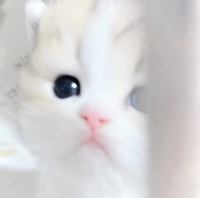 猫猫头像