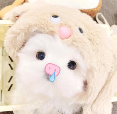 猫猫头像