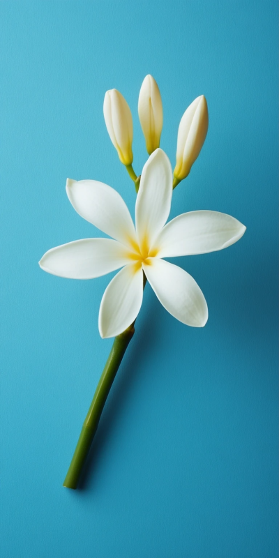 花花