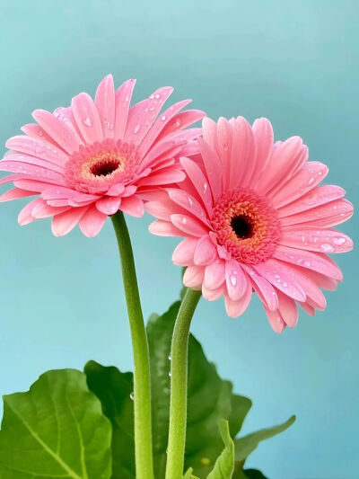 太阳花