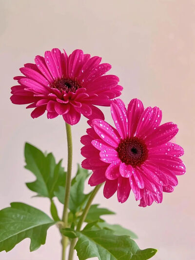 太阳花