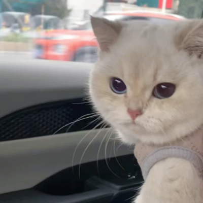 猫猫头像