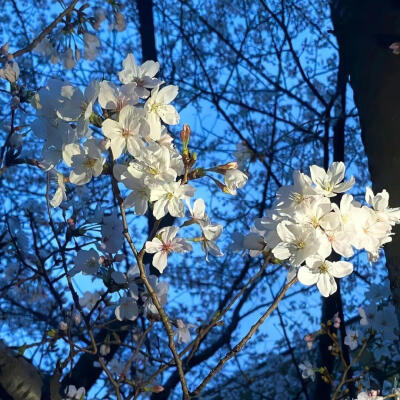 背景图