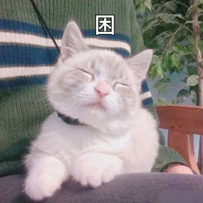 猫猫表情包