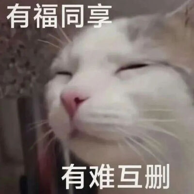 猫猫表情包