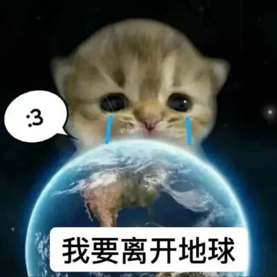 猫猫表情包