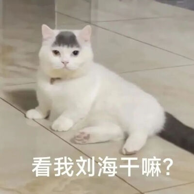 猫猫表情包