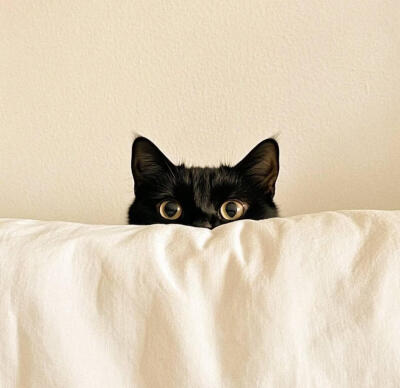 谁说可可西里没有海