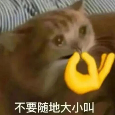 猫猫表情包