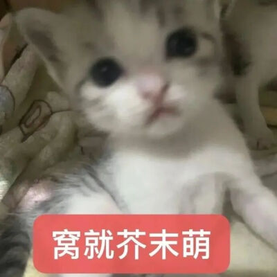 猫猫表情包