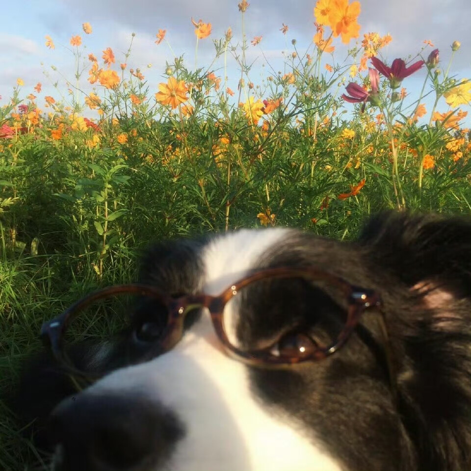 阳光灿烂的日子₊⁺边牧