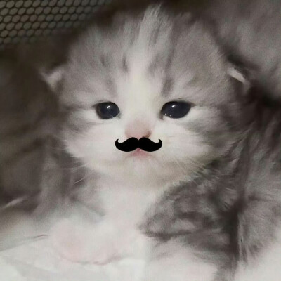 搞怪小猫头像