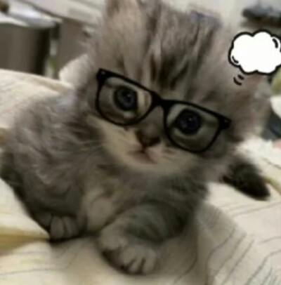 搞怪小猫头像