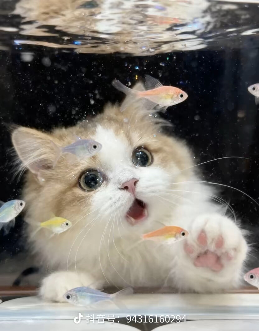 小猫抓鱼