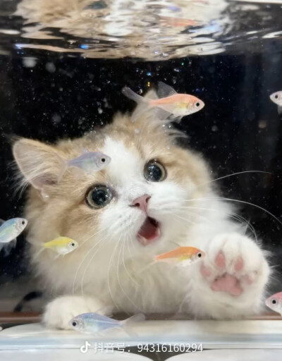 小猫抓鱼