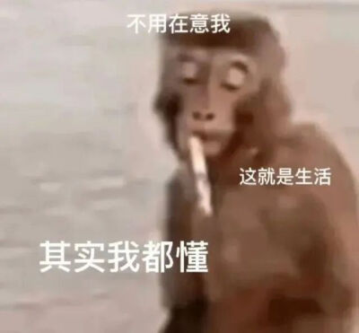 表情包