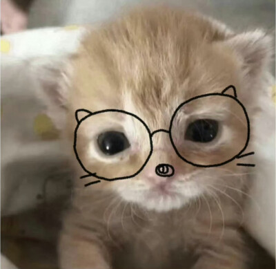 搞怪小猫头像