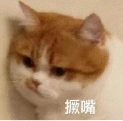 猫猫表情包