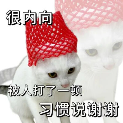 猫猫表情包