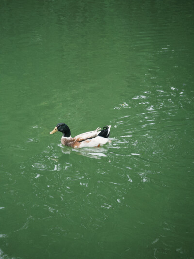 dazz拍的 公园 以及学校阿姨