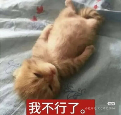 猫猫表情包