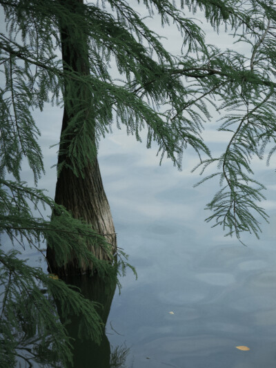 dazz拍的 公园 以及学校阿姨