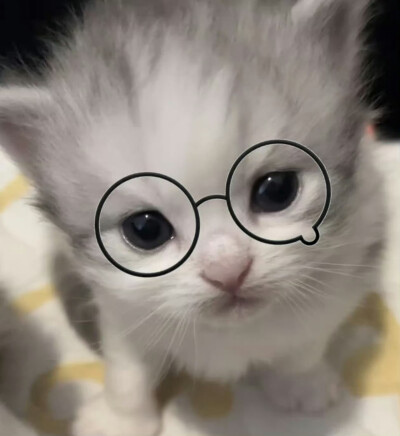 搞怪小猫头像