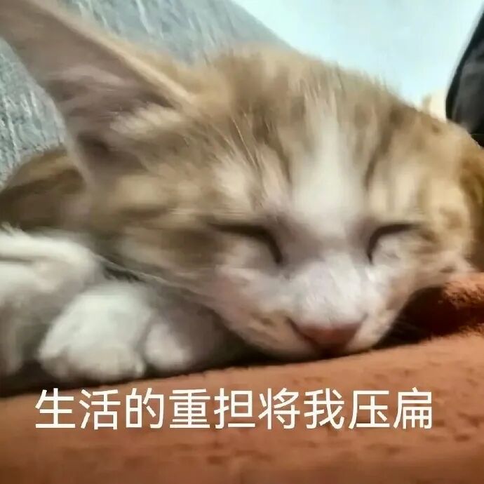 猫猫表情包