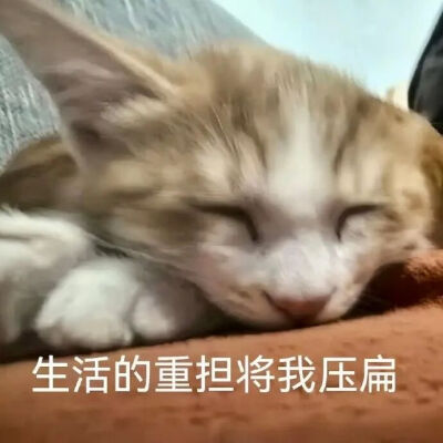 猫猫表情包