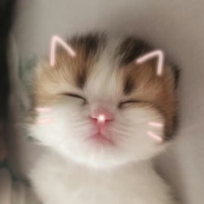 搞怪小猫头像