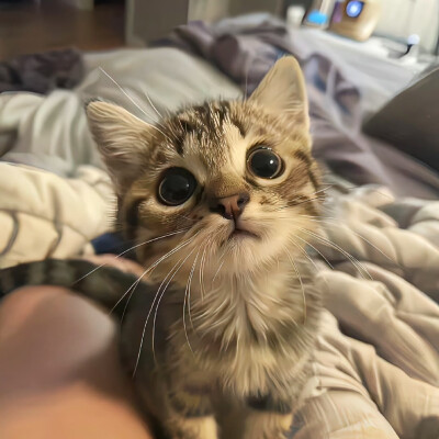 搞怪小猫头像