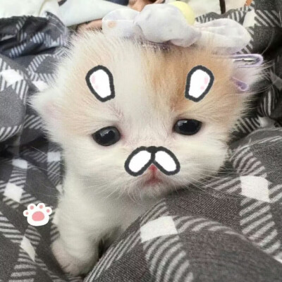 搞怪小猫头像