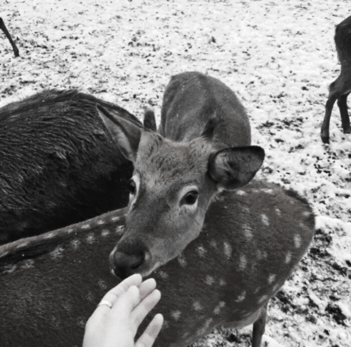 ૮⁔.  ̫ .⁔ა . ⁺ . ✦