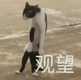 猫猫表情包