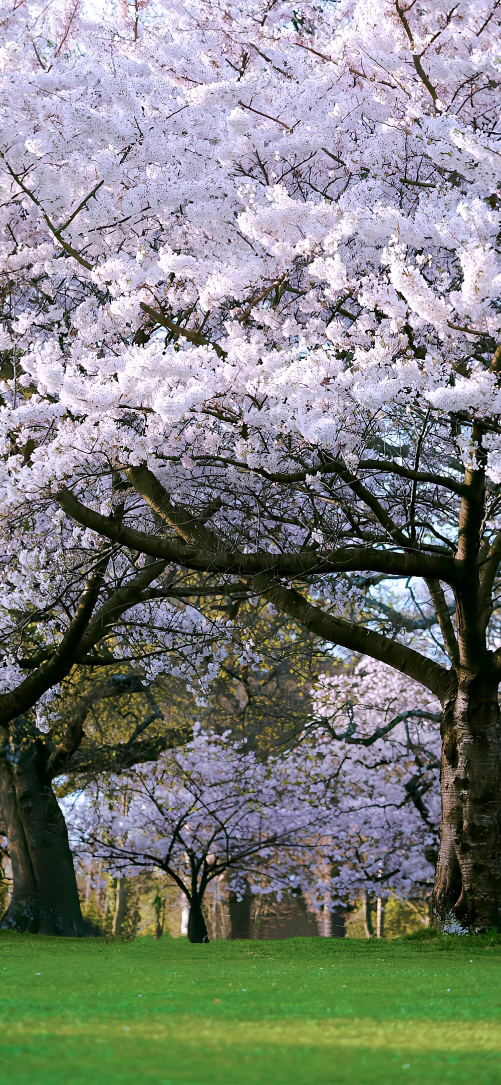 分享ins风壁纸 .ᐟ.ᐟ